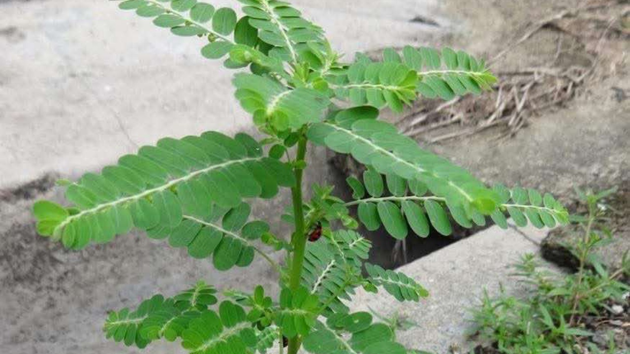 Phyllanthus