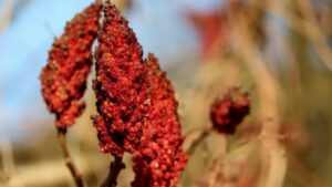 Gli incredibili benefici del Sumac e il suo utilizzo