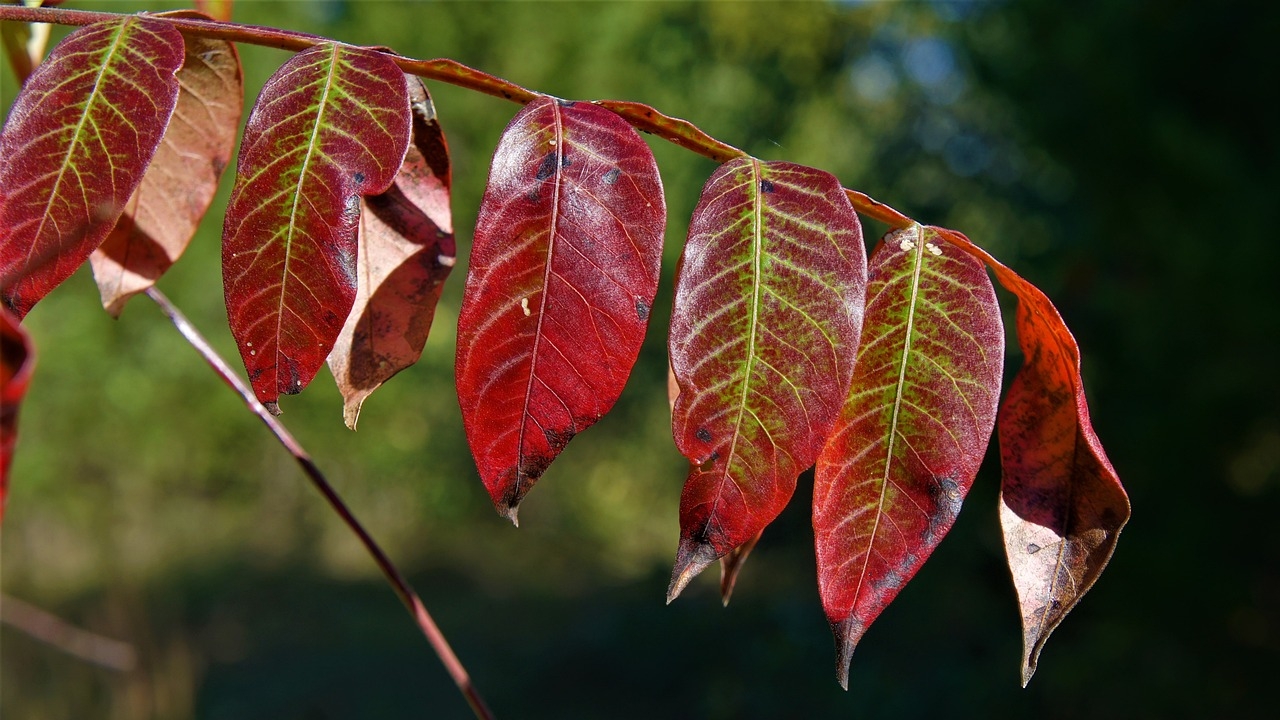 foglie di sumac