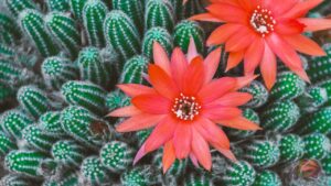 Dovete trapiantare un cactus, ma non sapete come fare – provate così