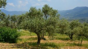 Come proteggere l’olivo dal freddo dell’inverno