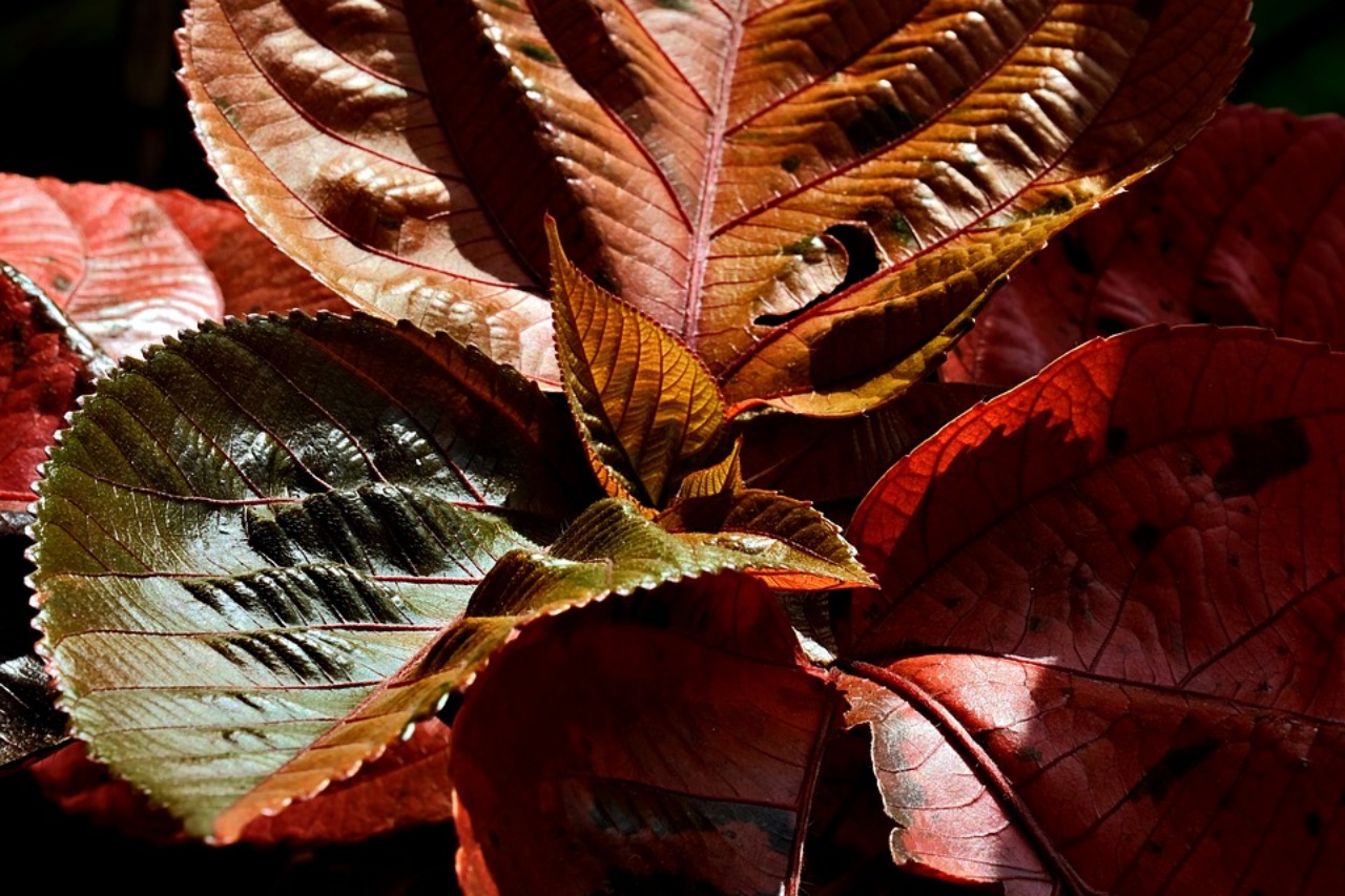 Acalypha wilkesiana: cespuglio colorato