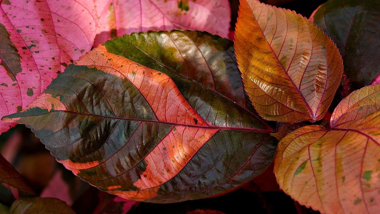 Acalypha wilkesiana: cespuglio colorato