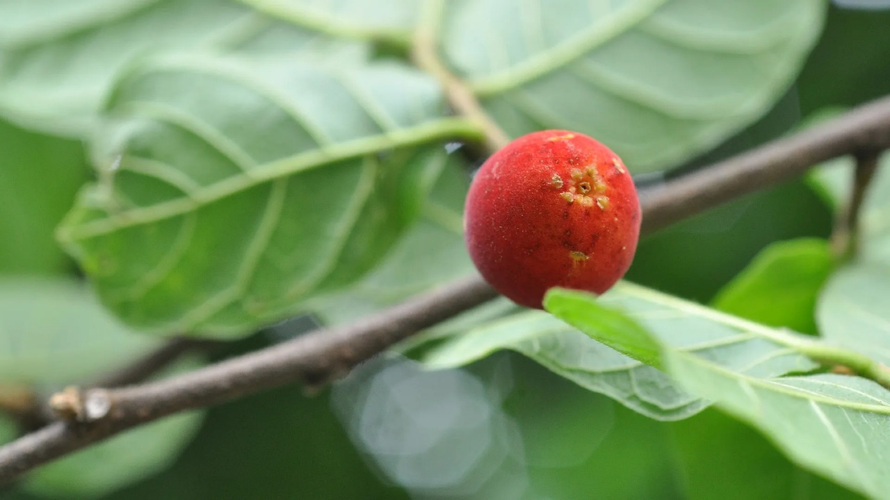 Antiaris Tossicaria: albero velenoso