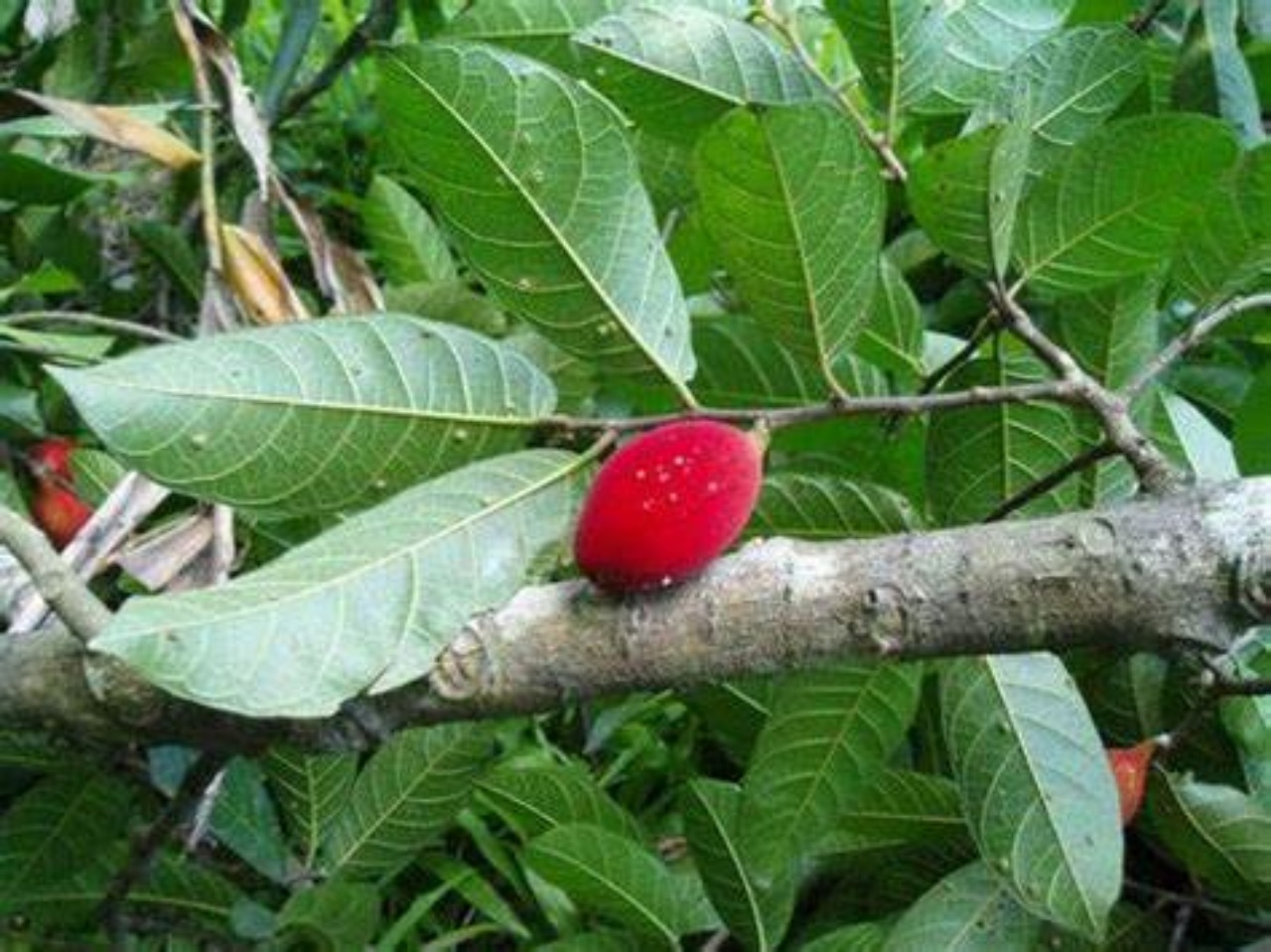 Antiaris Tossicaria: albero velenoso