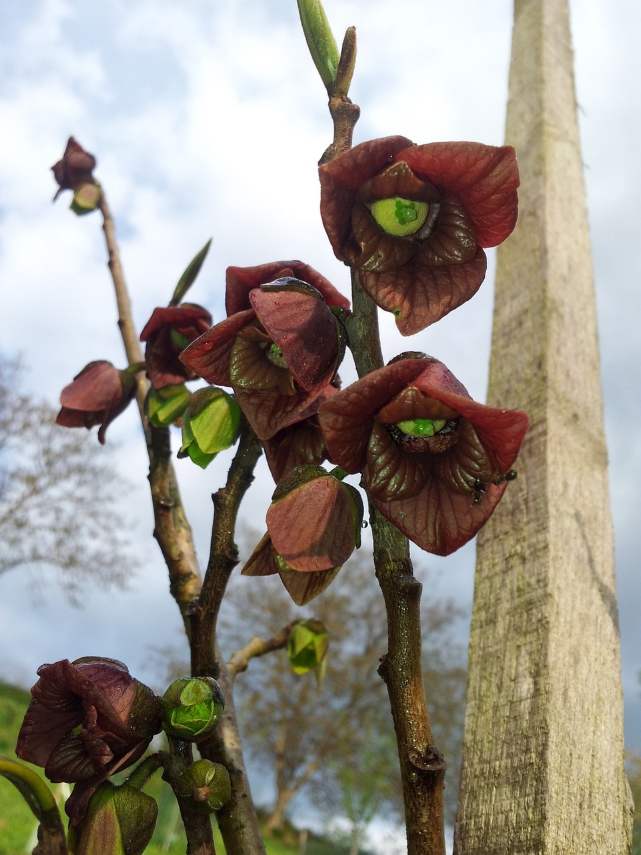 Asimina triloba: pianta dal gusto unico