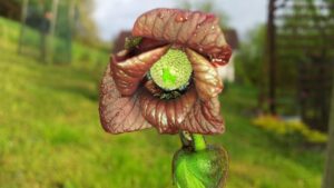 Asimina triloba: una pianta resistente con frutti dal gusto unico