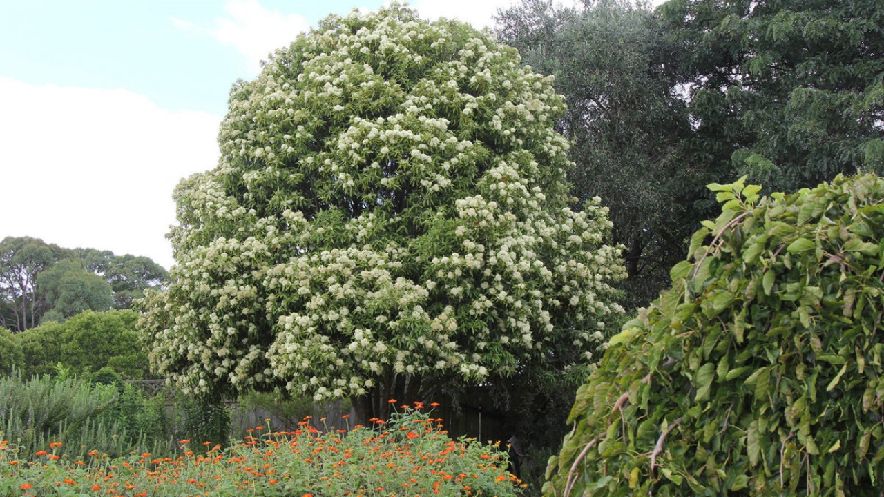 Backhousia citriodora: pianta aromatica