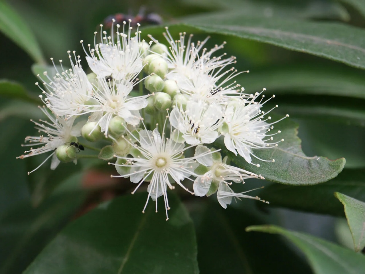 Backhousia citriodora: pianta aromatica