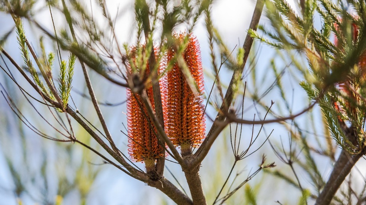 Banksia: pianta resistente agli incendi