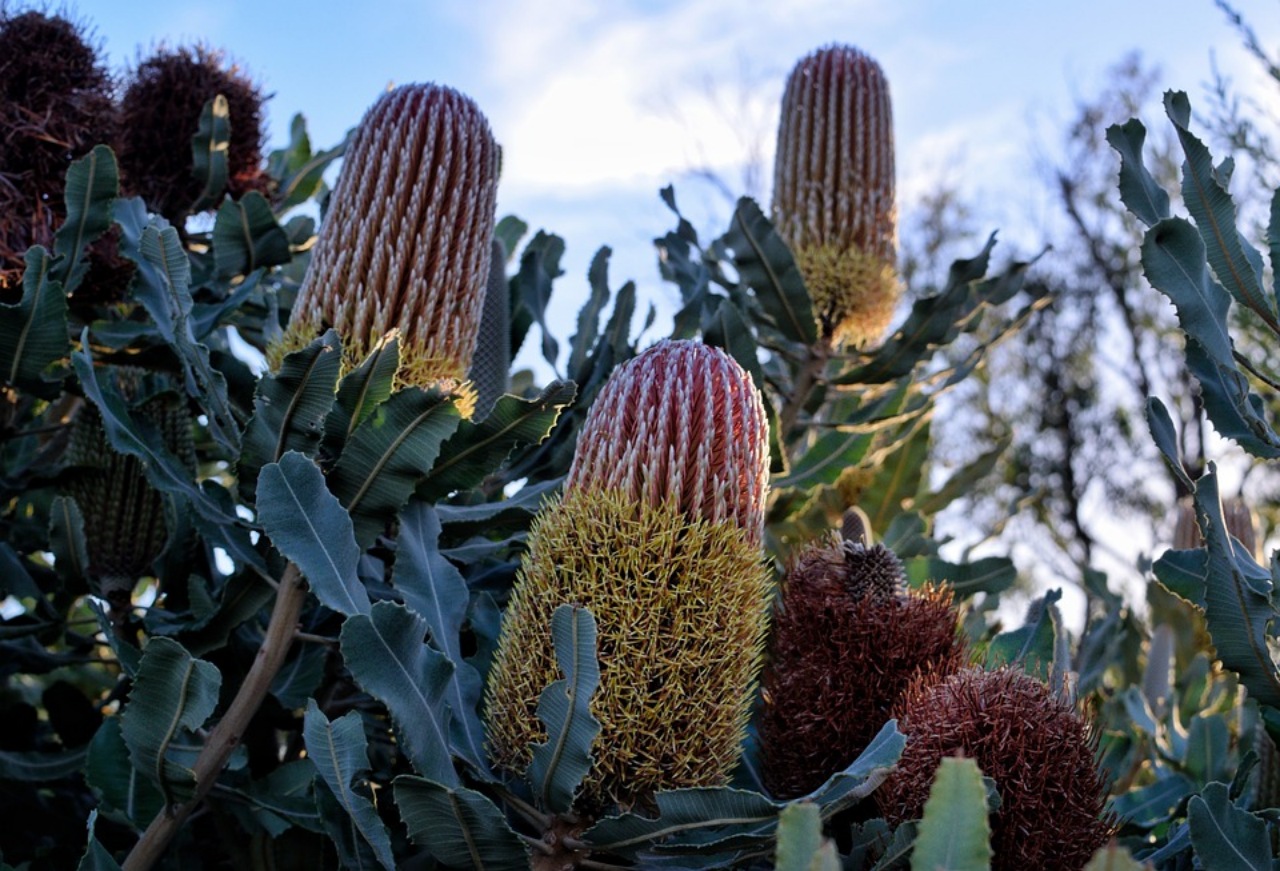 Banksia: pianta resistente agli incendi