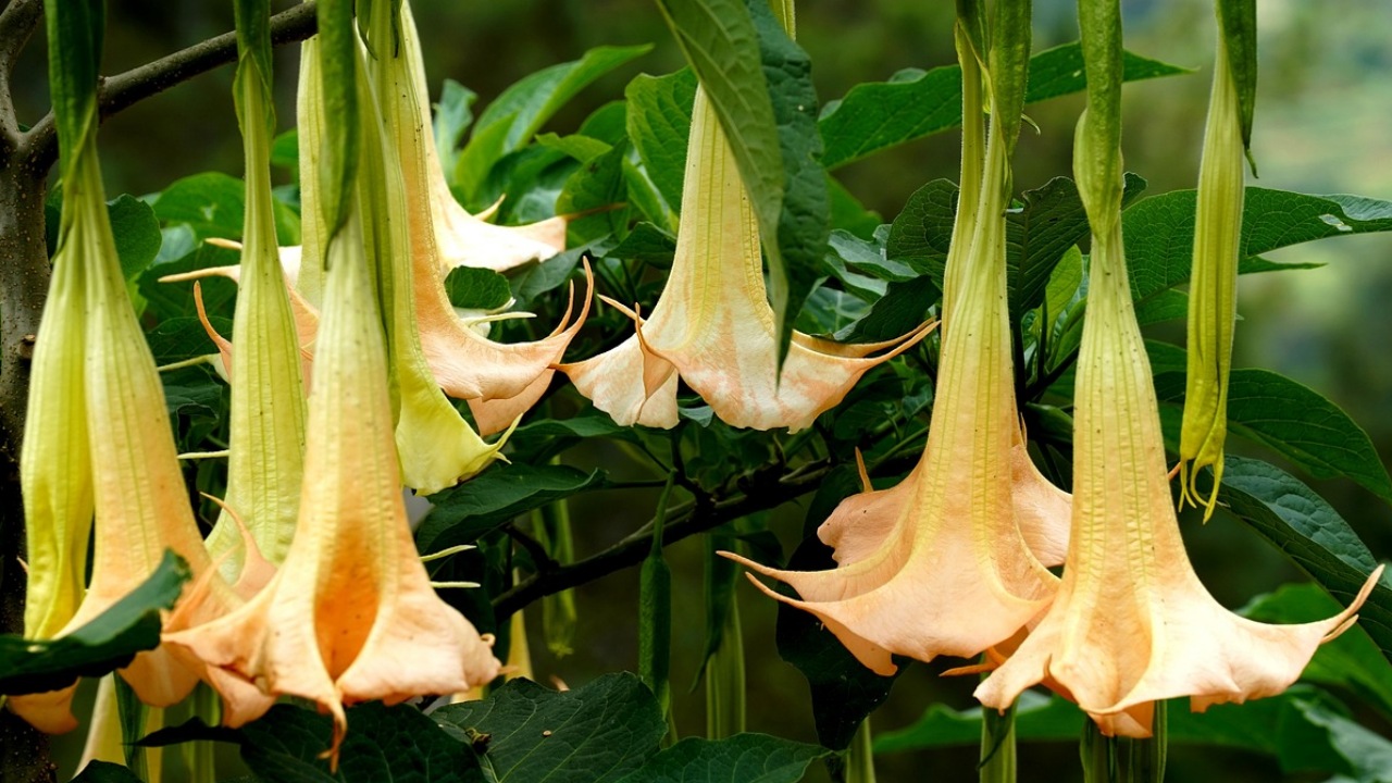 Brugmansia: fiore a campanella