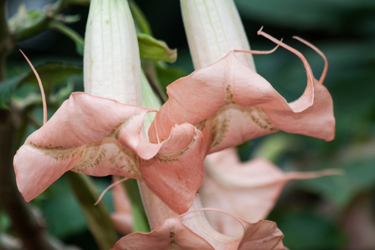 Brugmansia: fiore a campanella