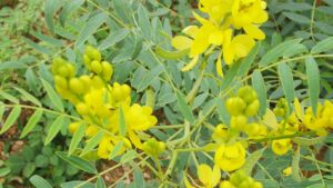 La Cassia Obovata: il rimedio naturale per capelli splendenti e in salute