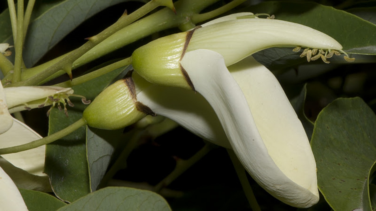 Ceibo: un fiore che si è adattato nel tempo