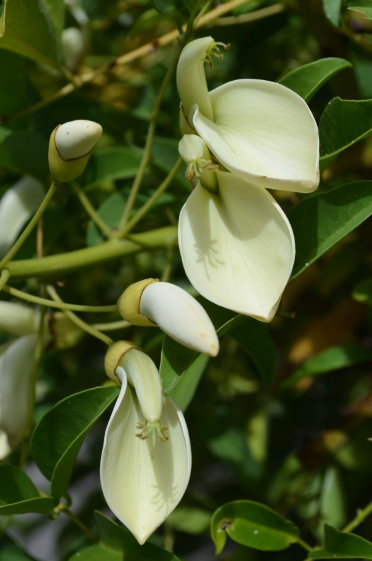 Ceibo: un fiore che si è adattato nel tempo