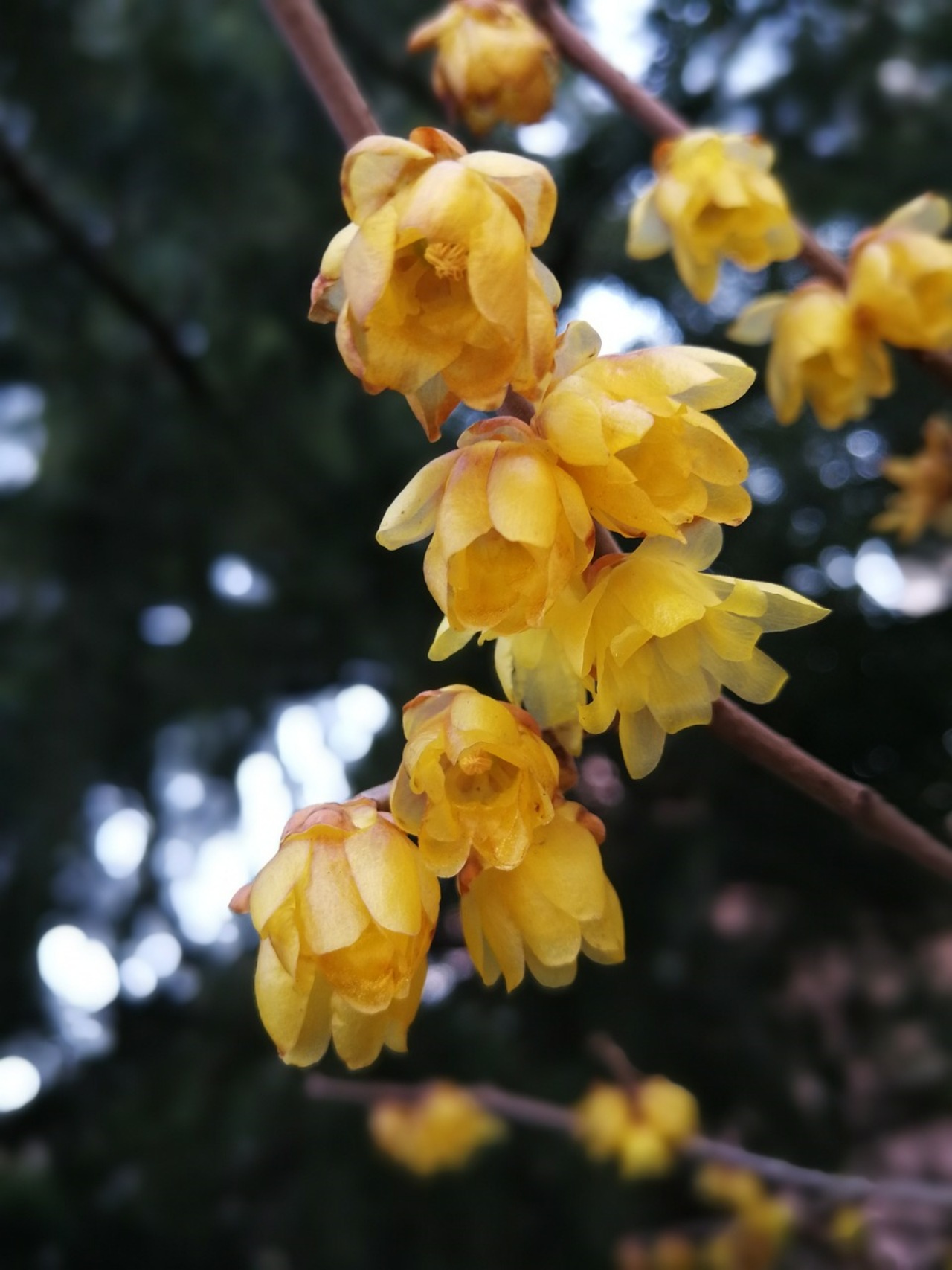 Chimonanthus praecox: un fiore d'inverno