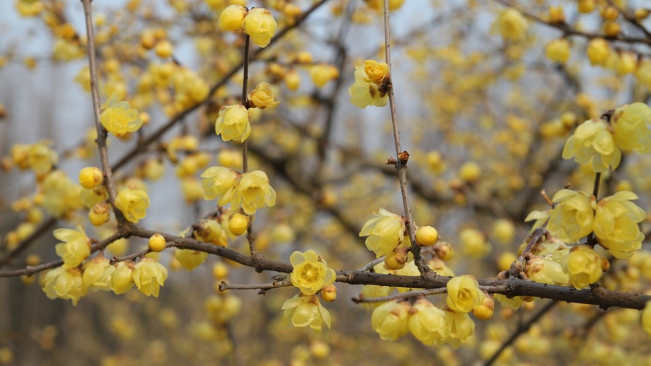 Chimonanthus praecox: un fiore d'inverno