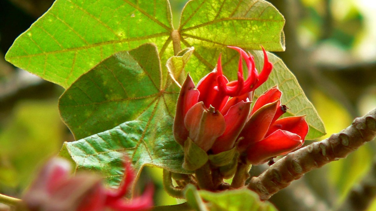 Chiranthodendron pentadactylon: fiore dalle mani rosse