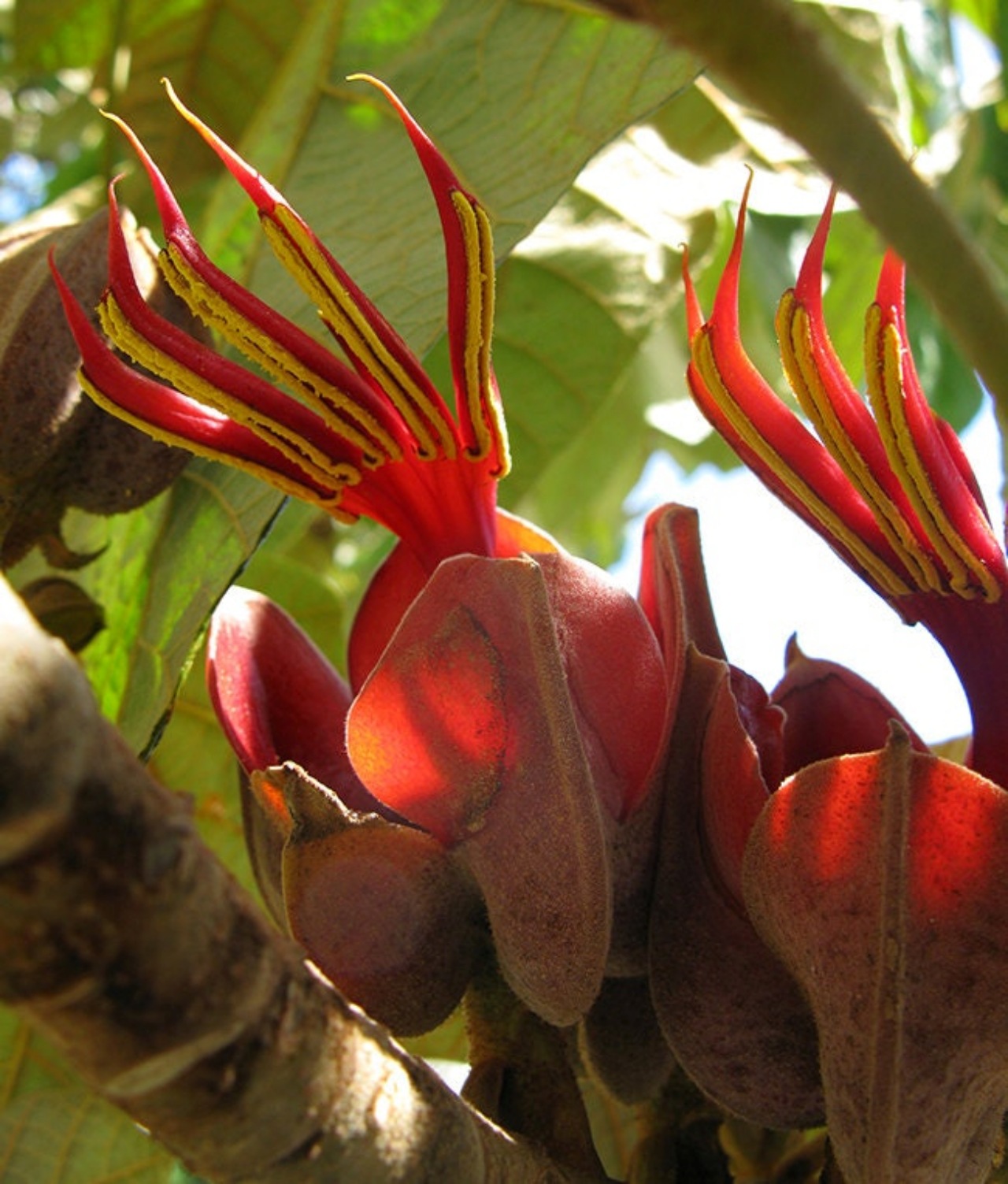 Chiranthodendron pentadactylon: fiore dalle mani rosse