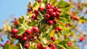 Crataegus monogyna: un piccolo frutto ma ricco di benefici