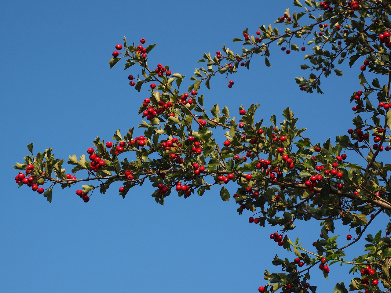 Crataegus monogyna: frutto benefico per il cuore