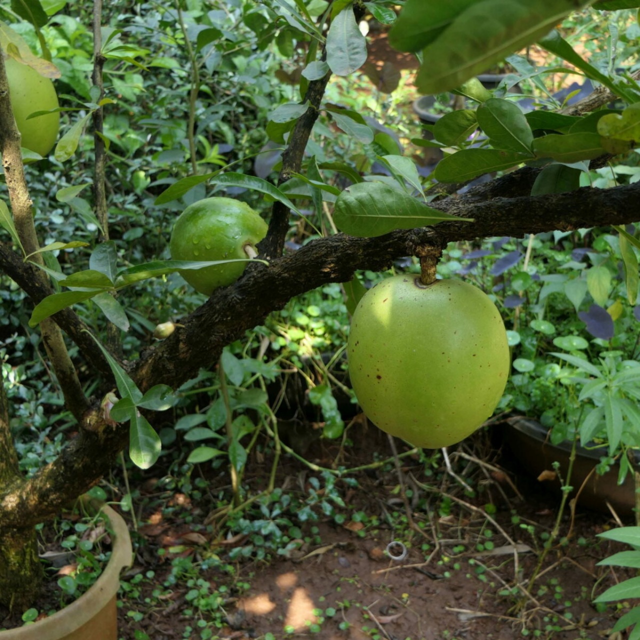 Crescenza alata: albero delle zucche