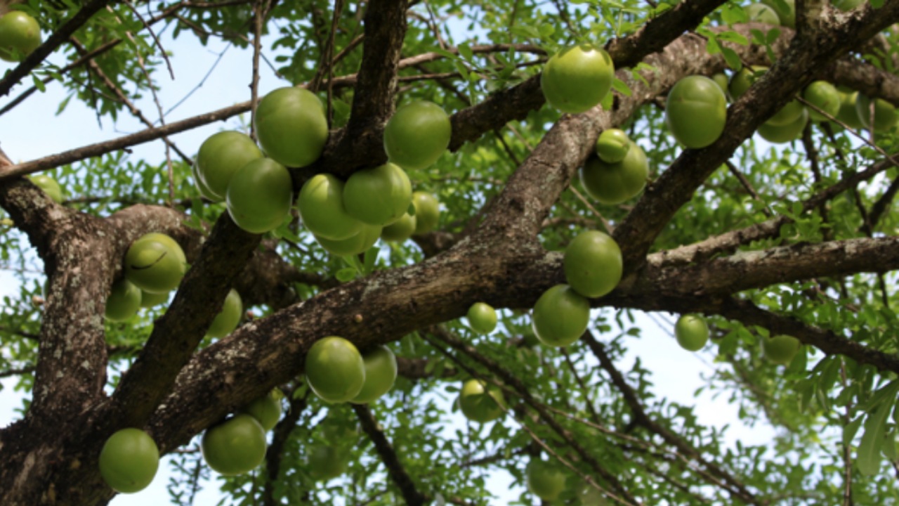 Crescenza alata: albero delle zucche