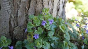 Glechoma hederacea: tutto quello che devi sapere sull’ edera di terra