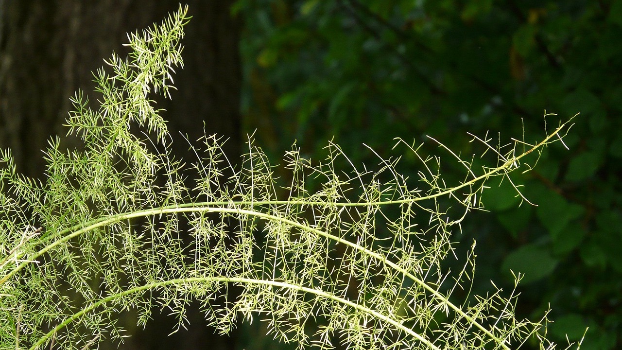 Felce asparago: ornamenti per il tuo giardino