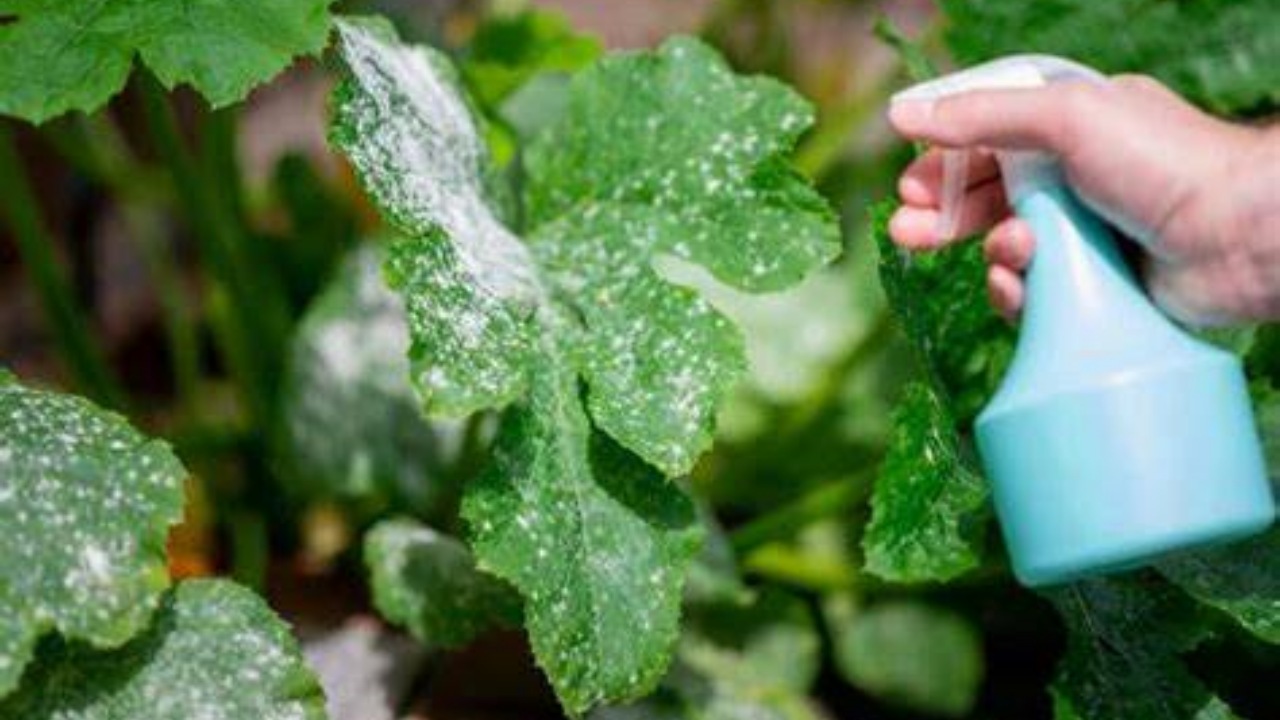 Fertilizzante con clorofilla