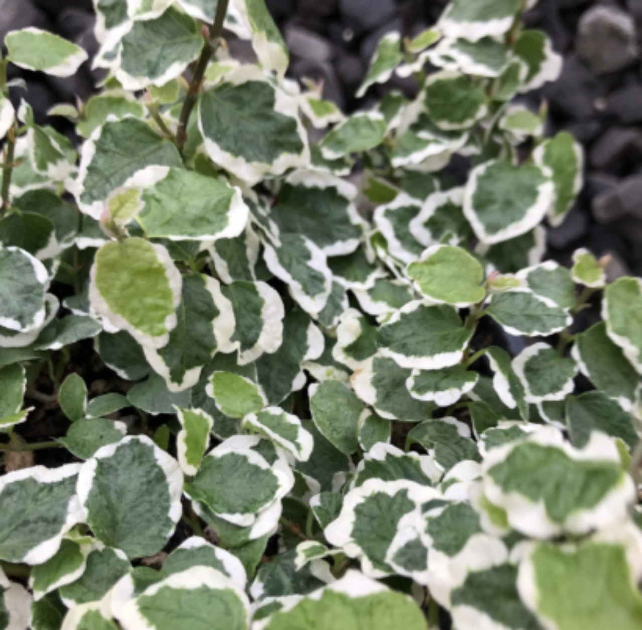 Ficus Pumila: pianta per arredare giardini