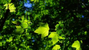 Foglie verdi che cadono: cause e soluzioni per le tue piante