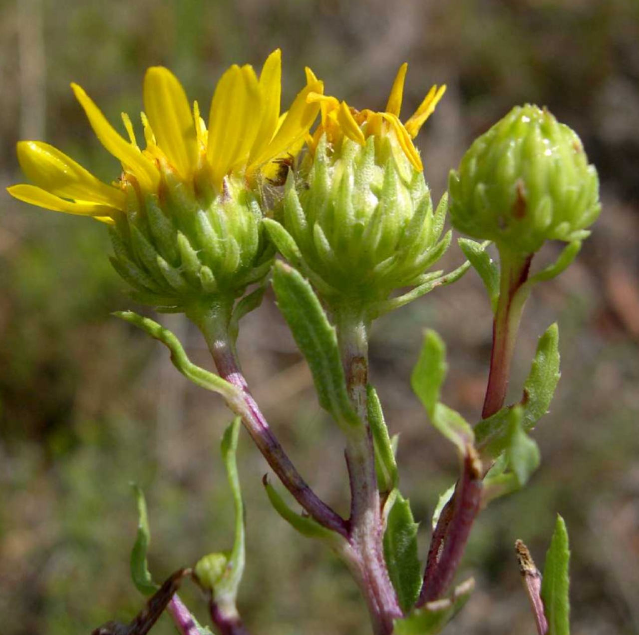 Grindelia: una pianta con numerosi benefici