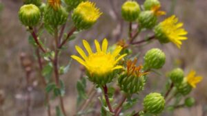 Grindelia: scopri i segreti di una pianta medicinale dalle innumerevoli proprietà