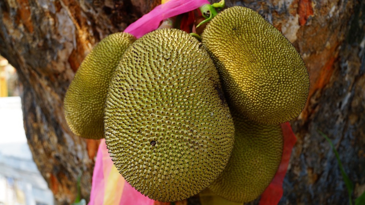 Jackfruit: un frutto gigante