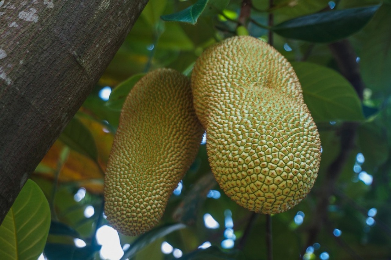 Jackfruit: un frutto gigante