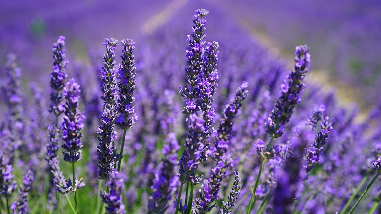 Lavandula dentata: pianta ornamentale