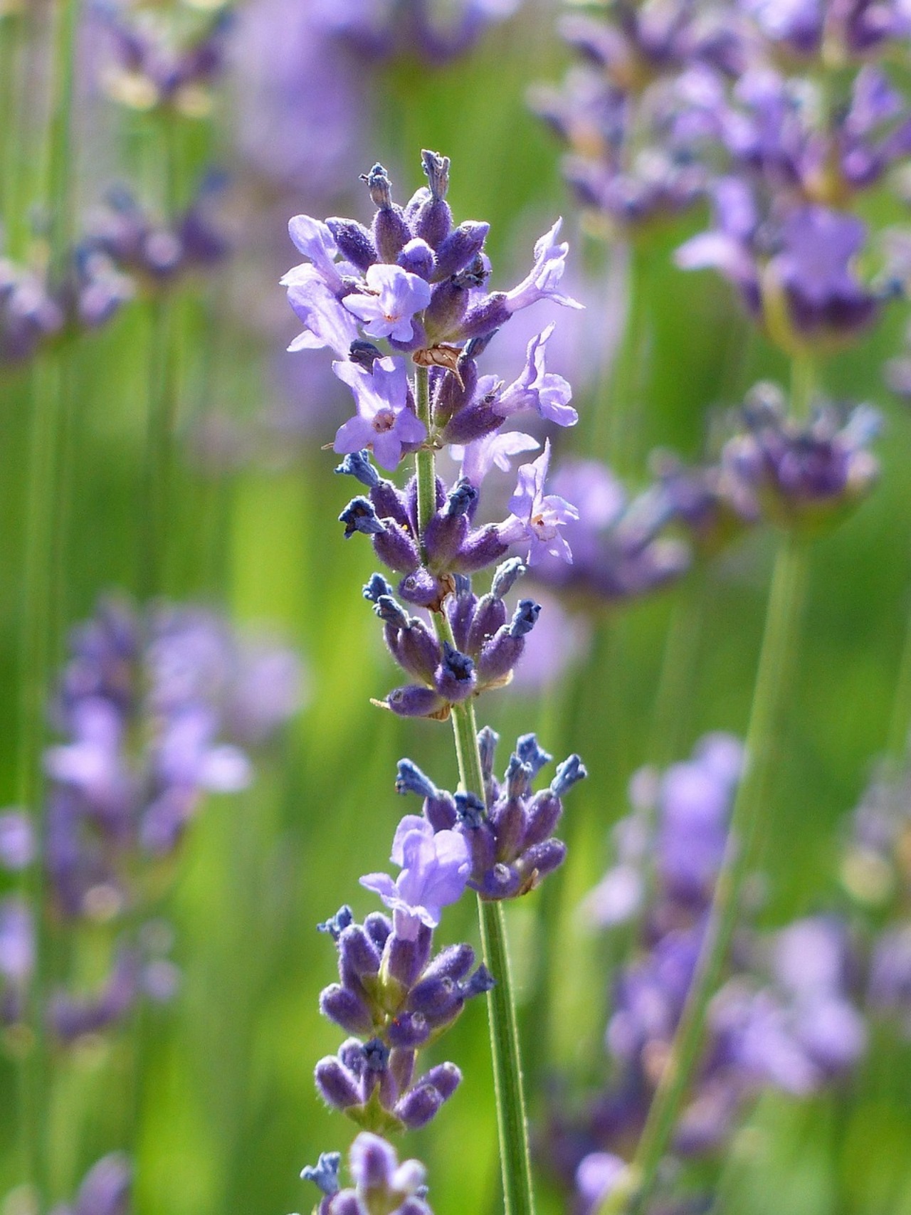 Lavandula dentata: pianta ornamentale