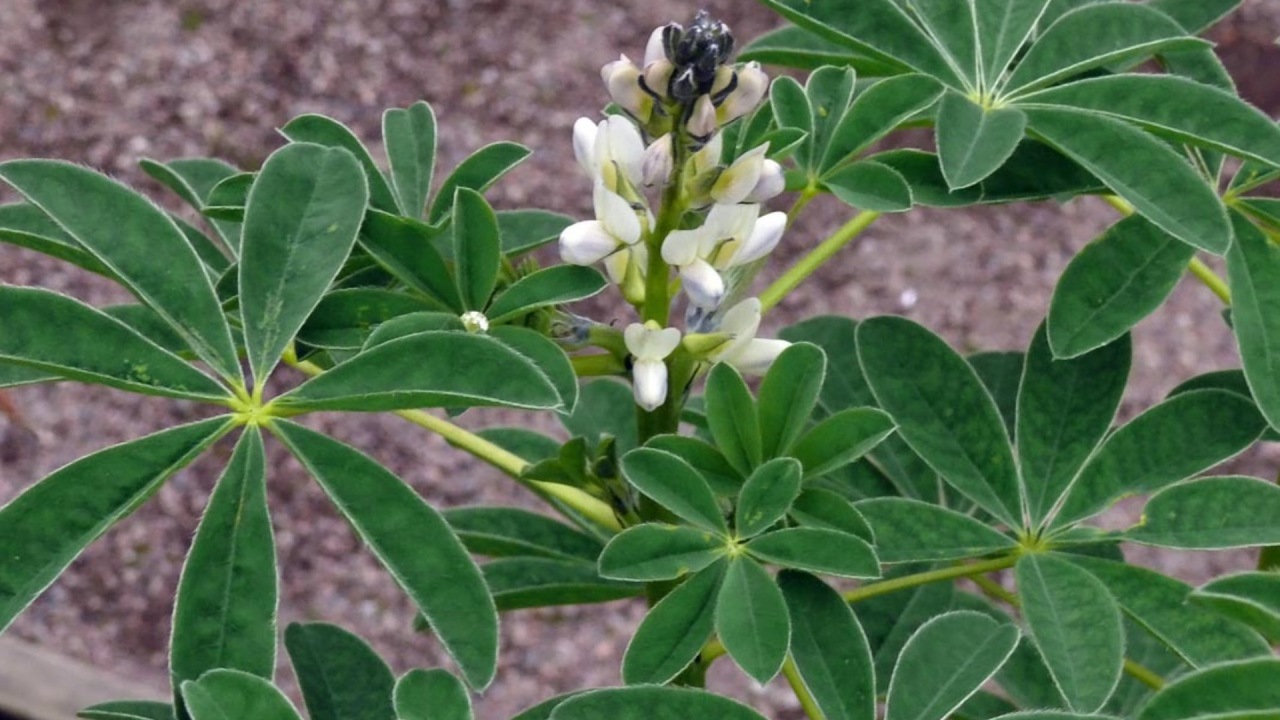 Lupino: un legume sano