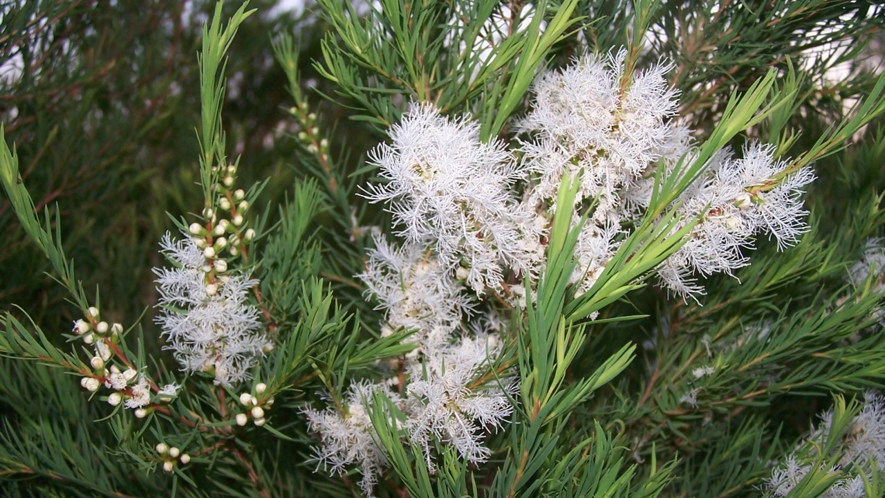 Melaleuca alternifolia: albero del tè