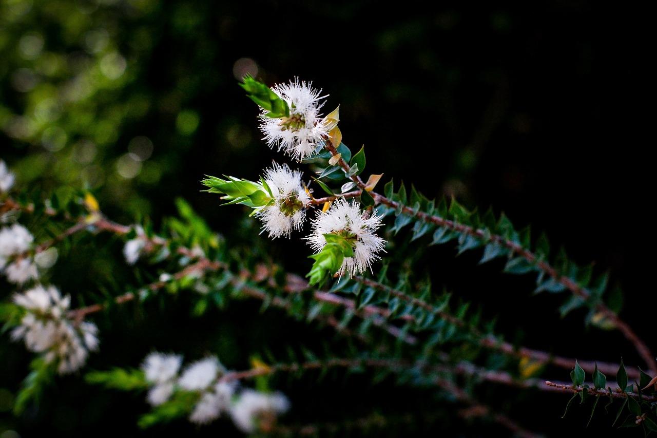 Melaleuca alternifolia: albero del tè