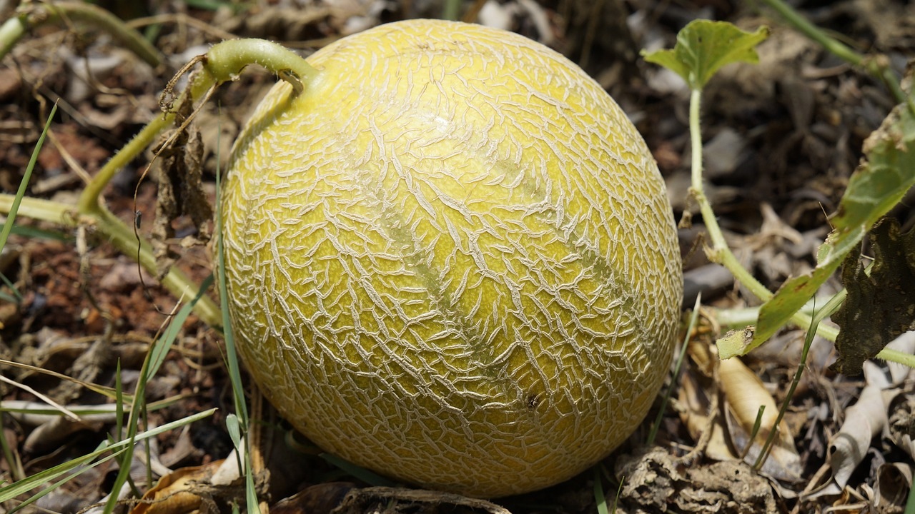 Melone: ecco come e quando piantarlo