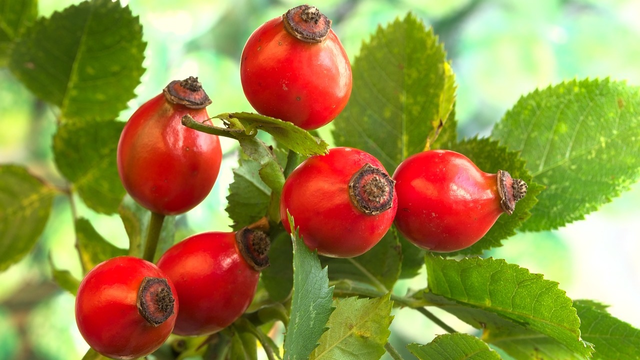 Olio di rosa canina: benefici per la cute