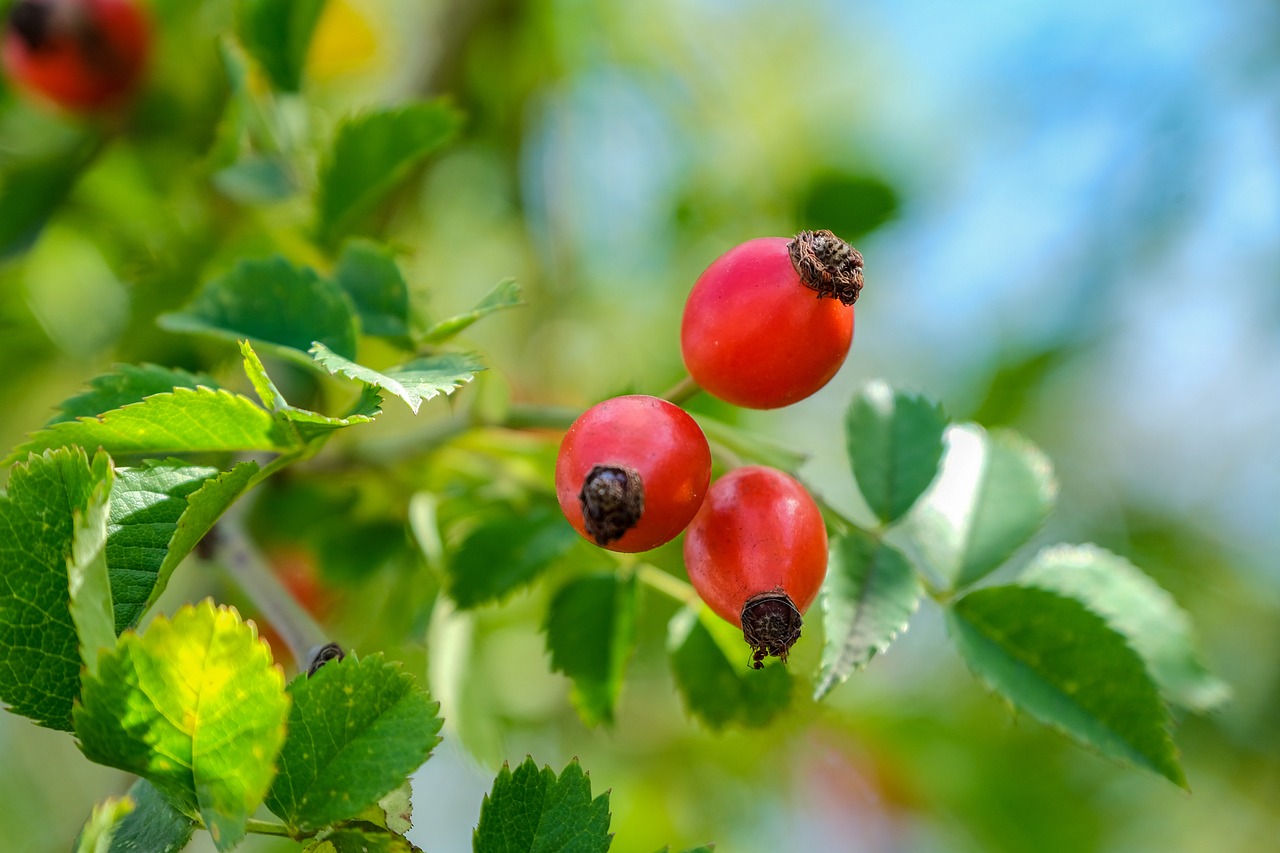 Olio di rosa canina: benefici per la cute