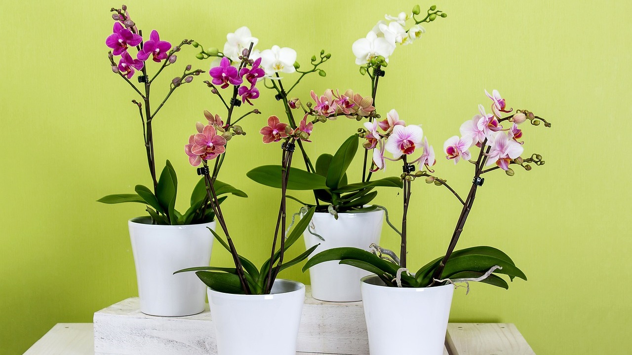 Orchidee: come prendersene cura in inverno