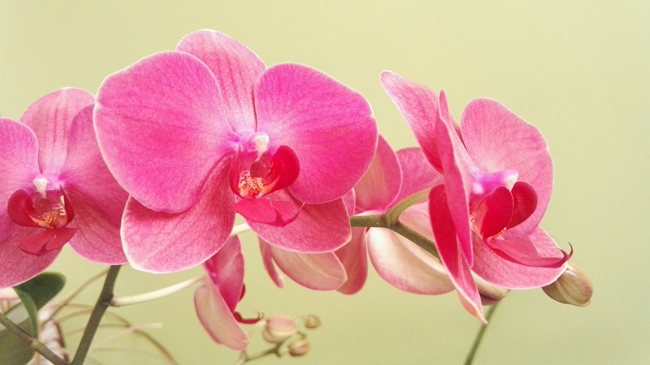 Orchidee: come prendersene cura in inverno