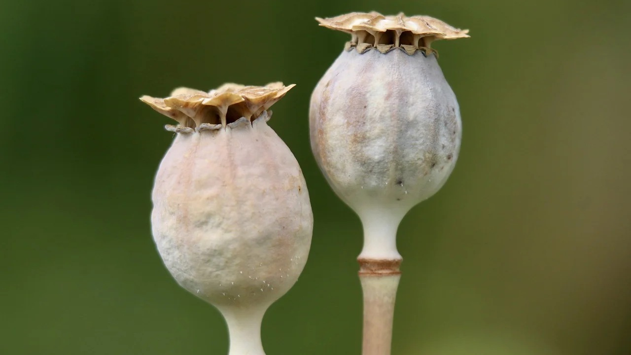 Papaver Somniferum: usi e benefici