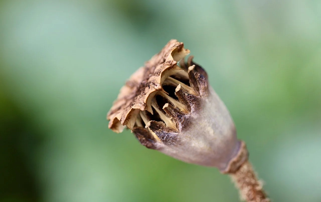 Papaver Somniferum: usi e benefici