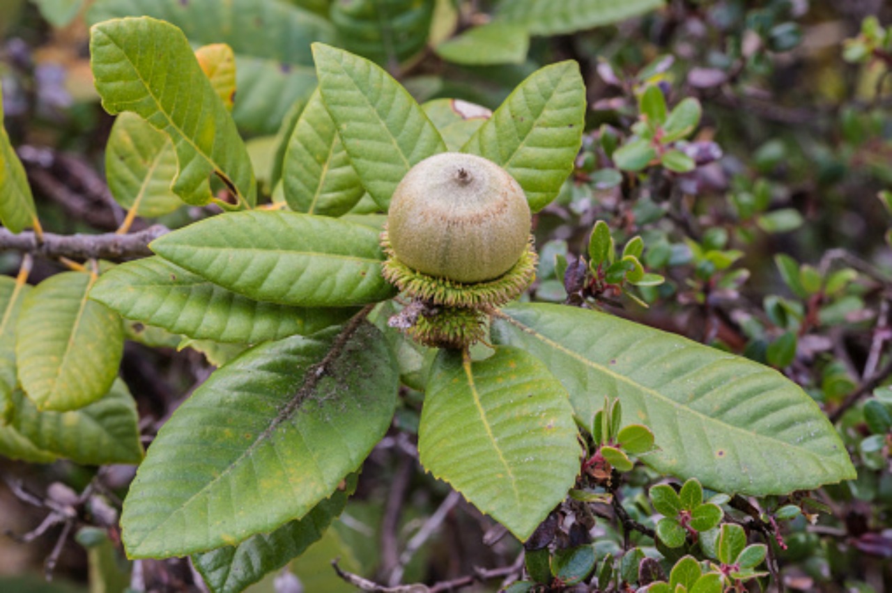 Quercia Castano: un albero che sta scomparendo